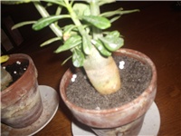97485263-Picture 008.jpg